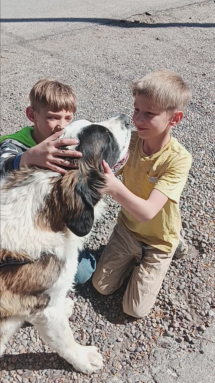 loving male saint bernard. st bernard