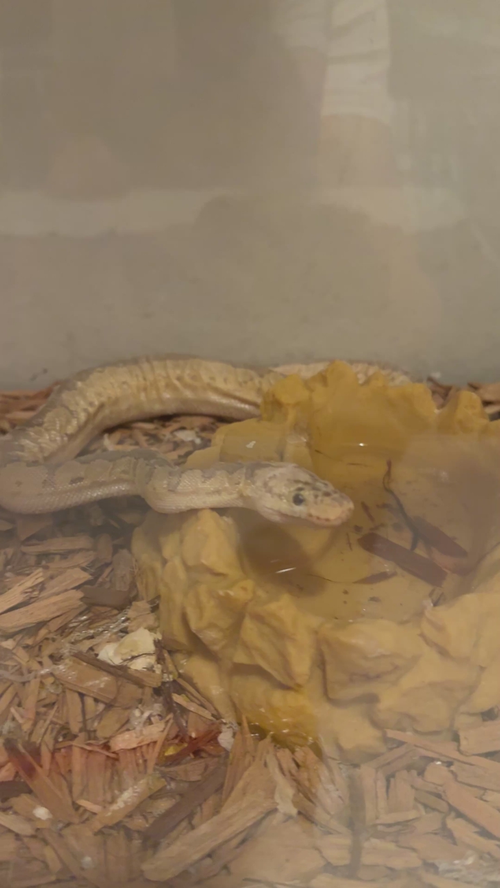 Pastel Firefly Clown Ball Python – Young – Make Offer