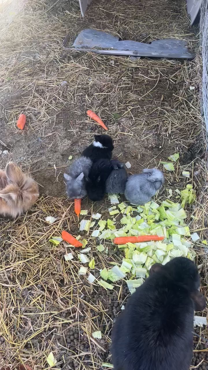 Black/grey Lion Head Bunies