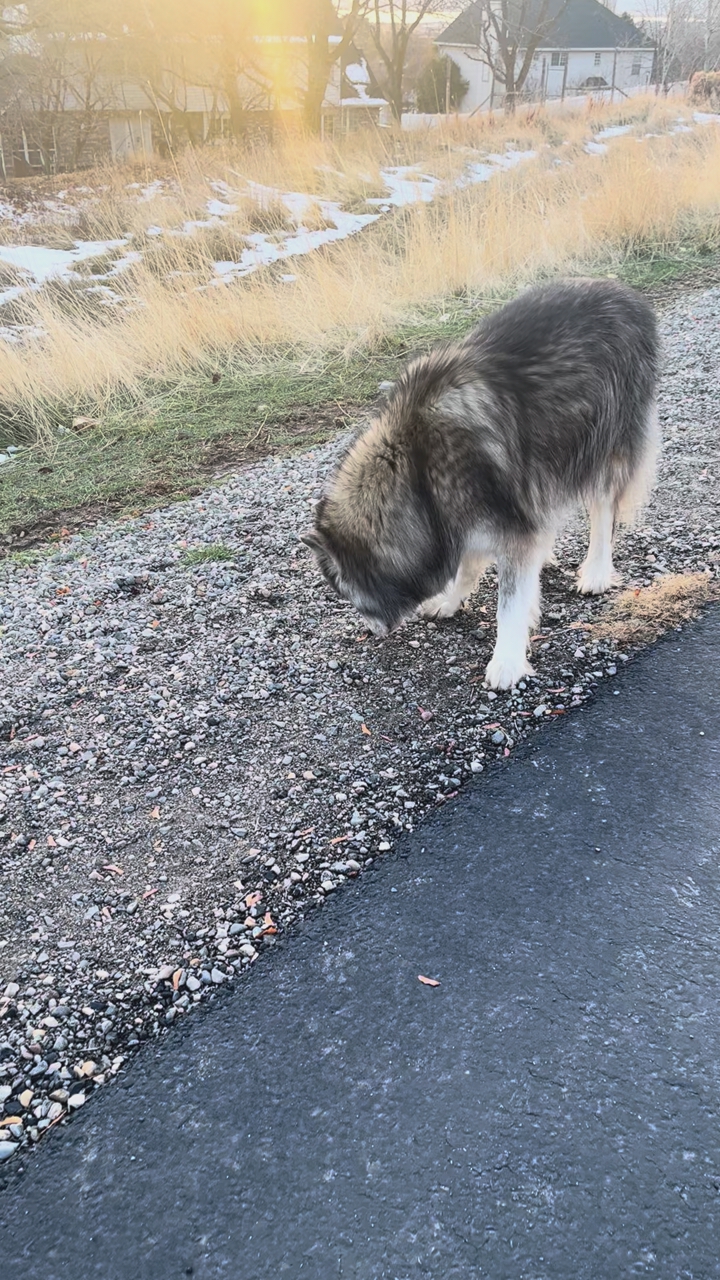 Dogs Wondering Murdock Trail