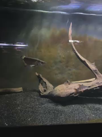 jardini arowana