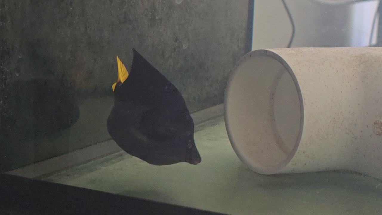 purple tang