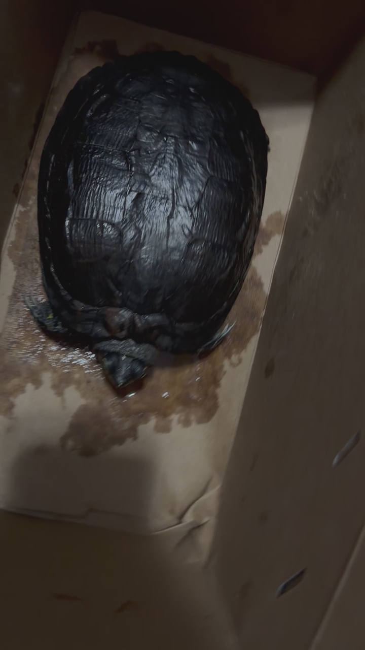 red eared slider turtle