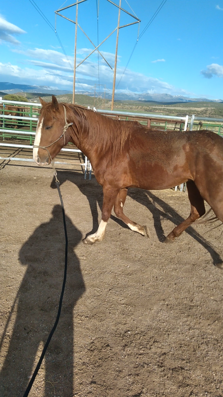 Gelding