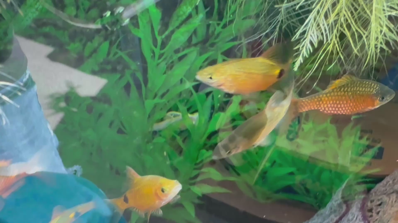 16 Rosy Barbs