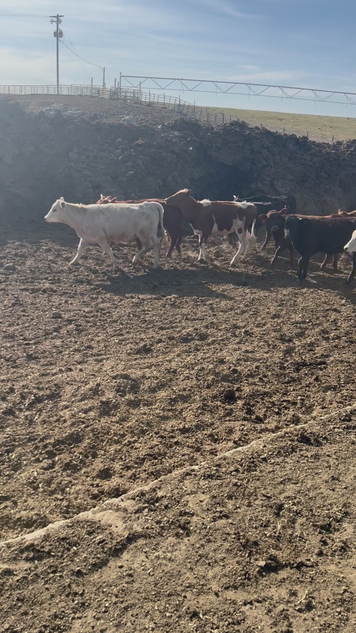 Grass/breakaway calves