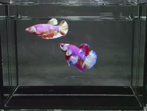PInk Marble Plakat Betta Female