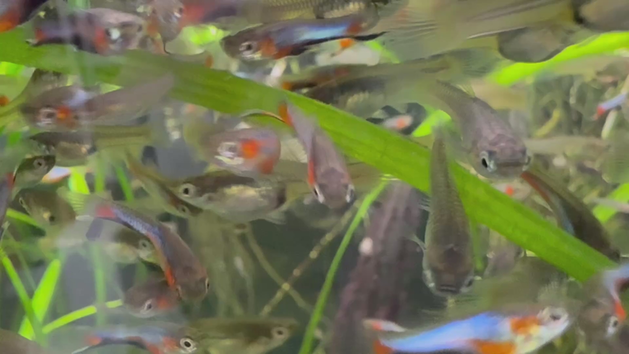 Blue Star Endlers LIvebearer Pair + 8 juveniles