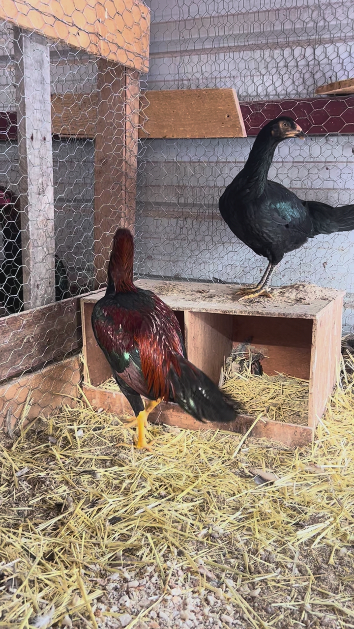 Shamo Pair Gamefowl