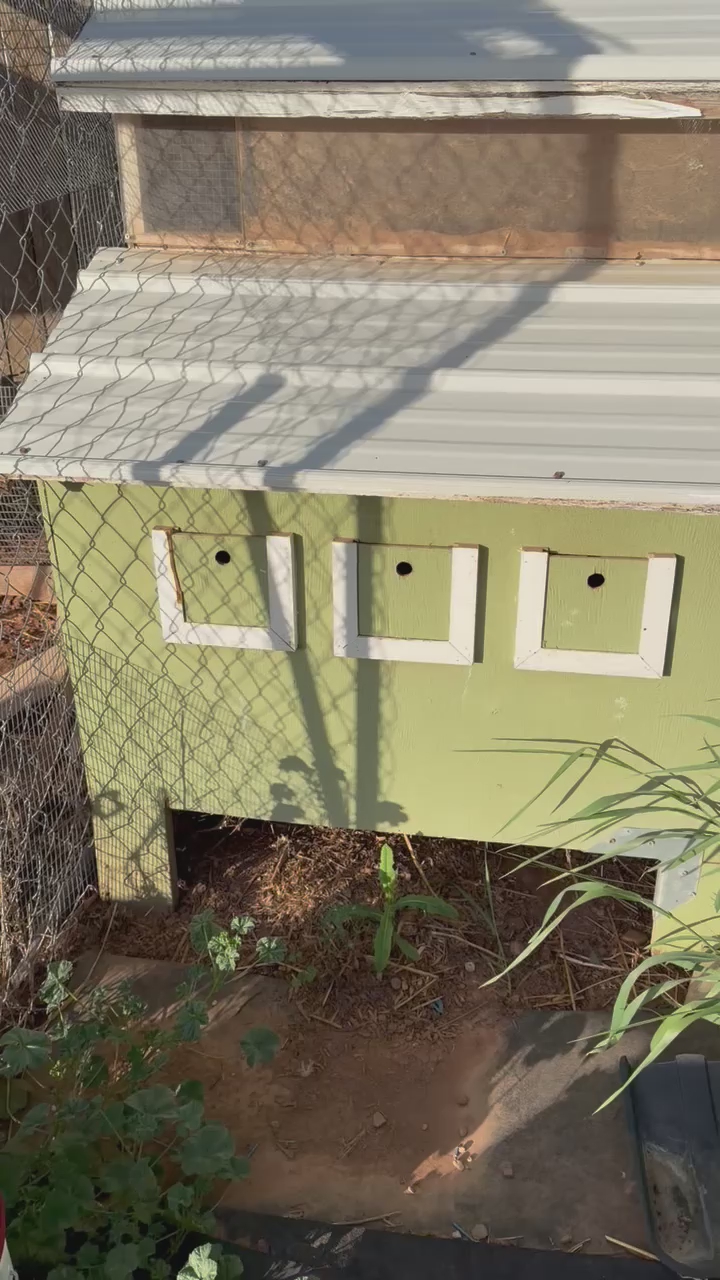 3 new to laying chickens and coop