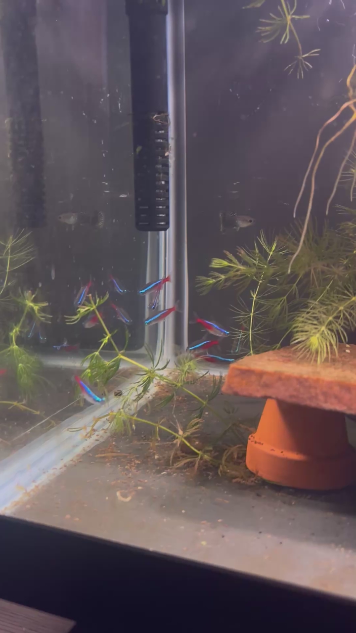 neon tetras