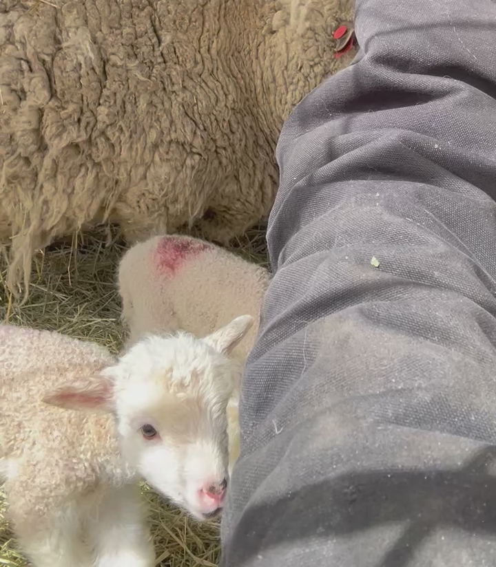 3 Polypay Ram Bottle Lambs