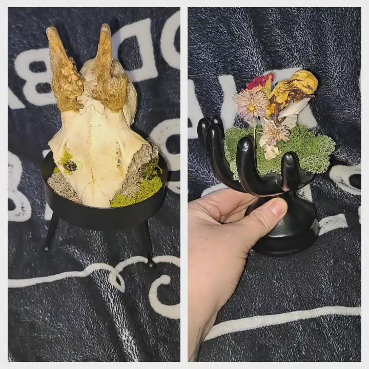 Oddity in Cloche Displays Fawn Rabbit