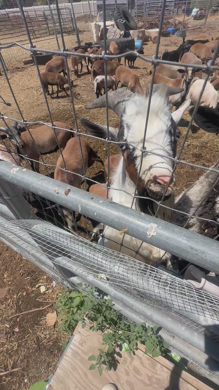 Goats for sell
