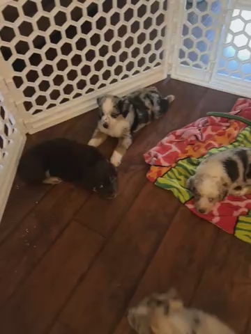 Australian Shepherd Puppies