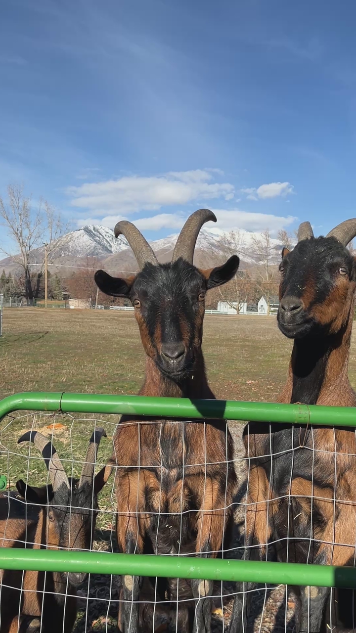 Pack Goats, 3 oberhasli pack goat wethers, plus saddles and panniers