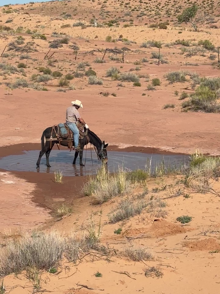 John Mule | Horses | KSL Classifieds