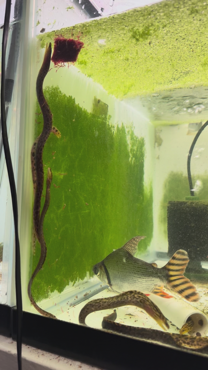 Freshwater Tigar Moray Eels