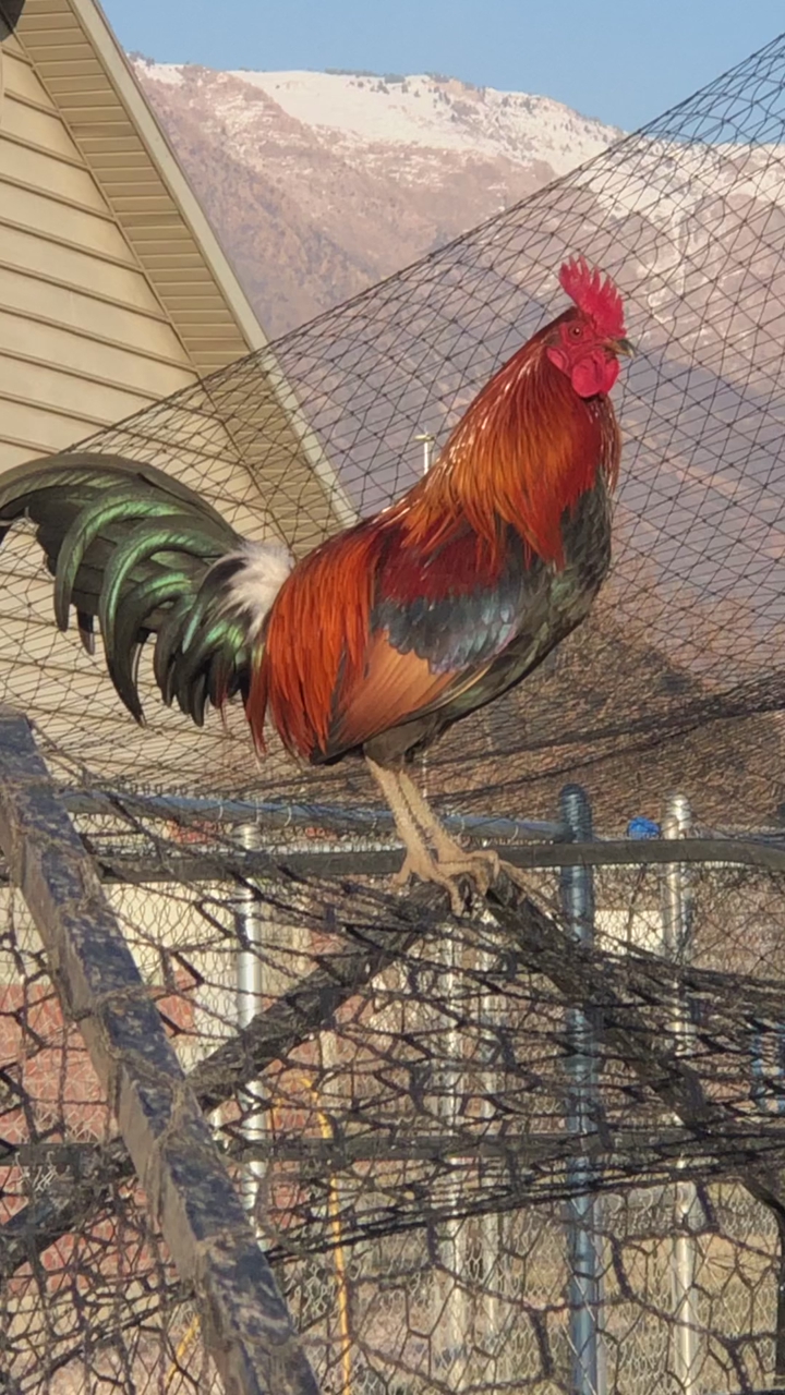 Red indian jungle Fowl rooster