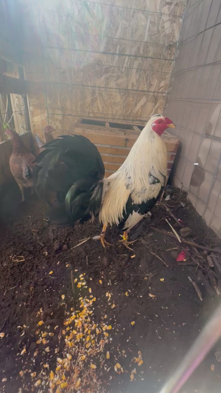Rooster