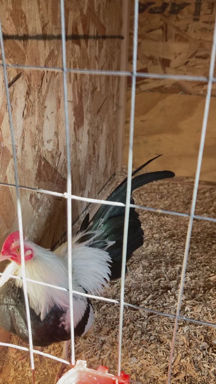 Silver Duckwing Old English Game Bantams