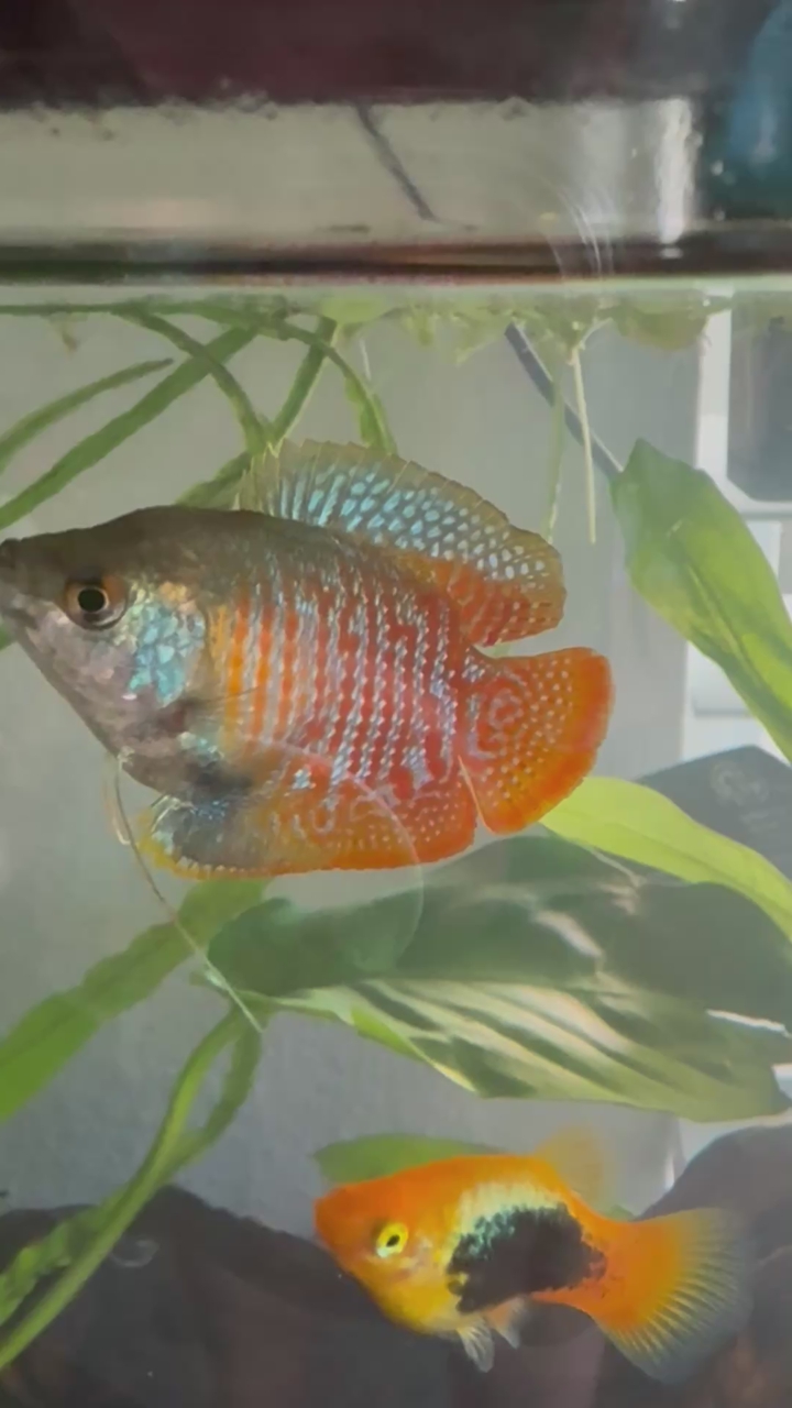 Single dwarf gourami