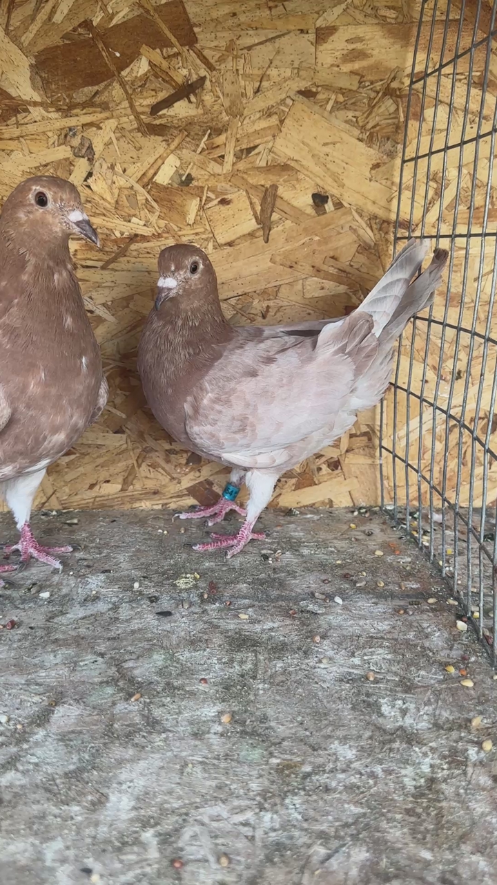 Pigeon