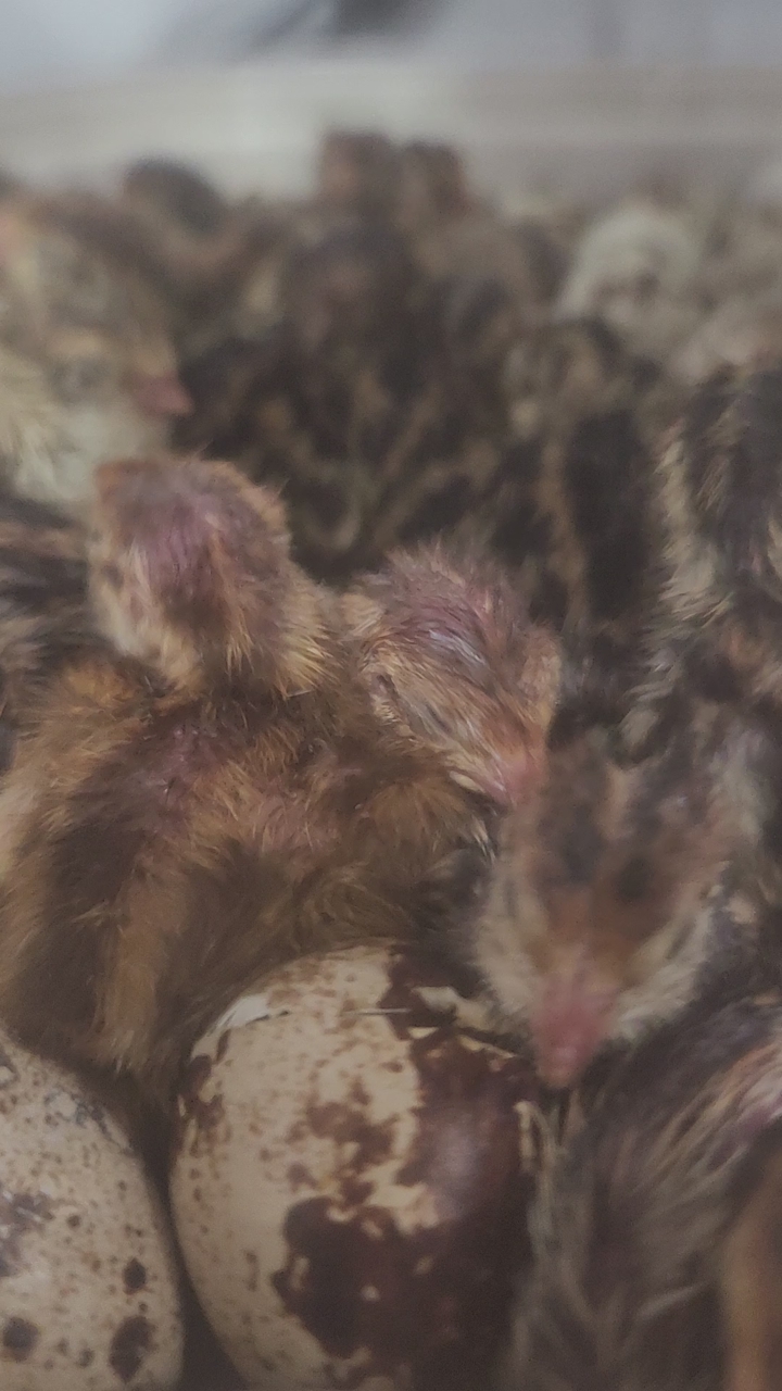 Jumbo Egyptian Coturnix Quail Hatching Eggs – Aspen Farm