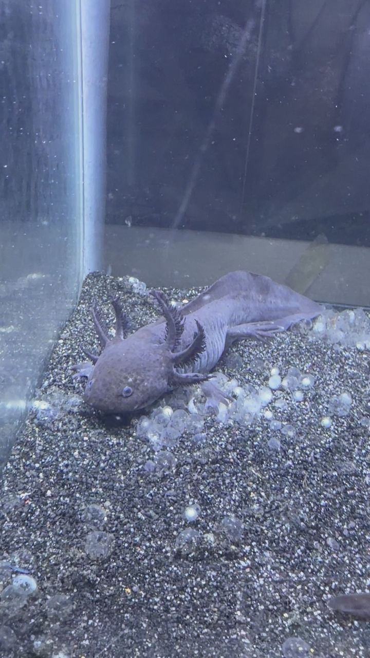 3 axolotls (tank, filter and lights include