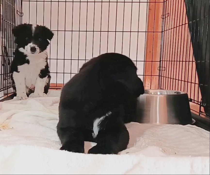 *LAST* Cutest Mini Aussie/ Border Collie Puppy