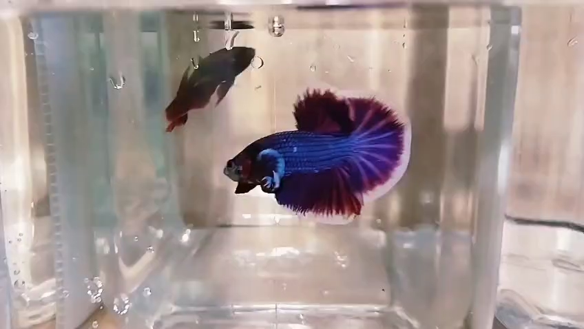 King Purple Salamander Big Fin Plakat Betta