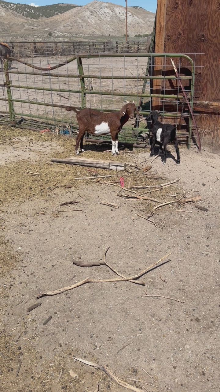 Boer / Spanish cross goats.