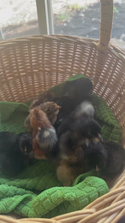 Baby chicks