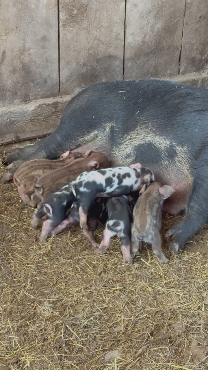 Piglets