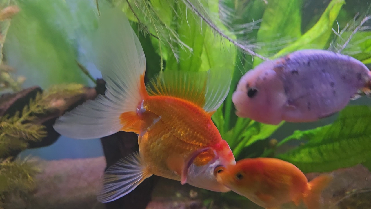 Juvenile Oranda