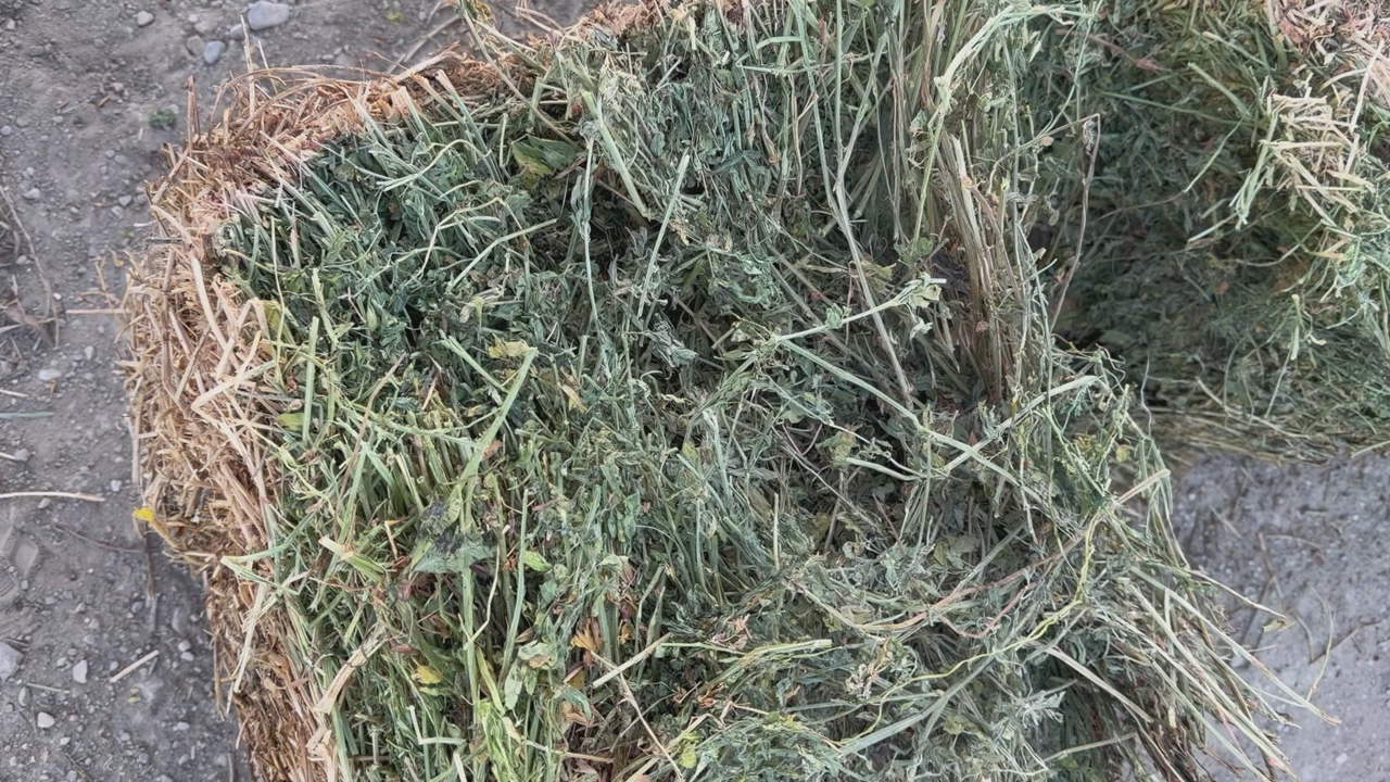 Hay small bales 2025