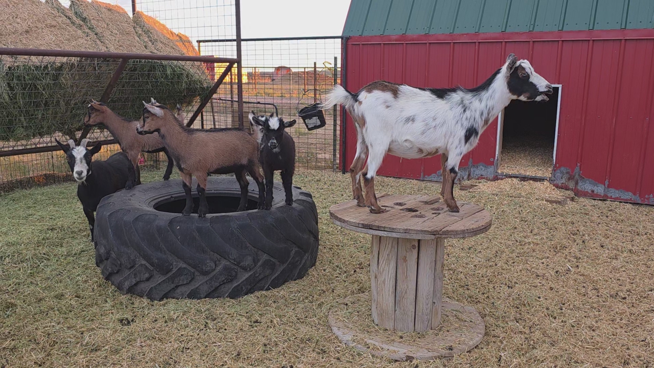 Nigerian Dwarf Doelings