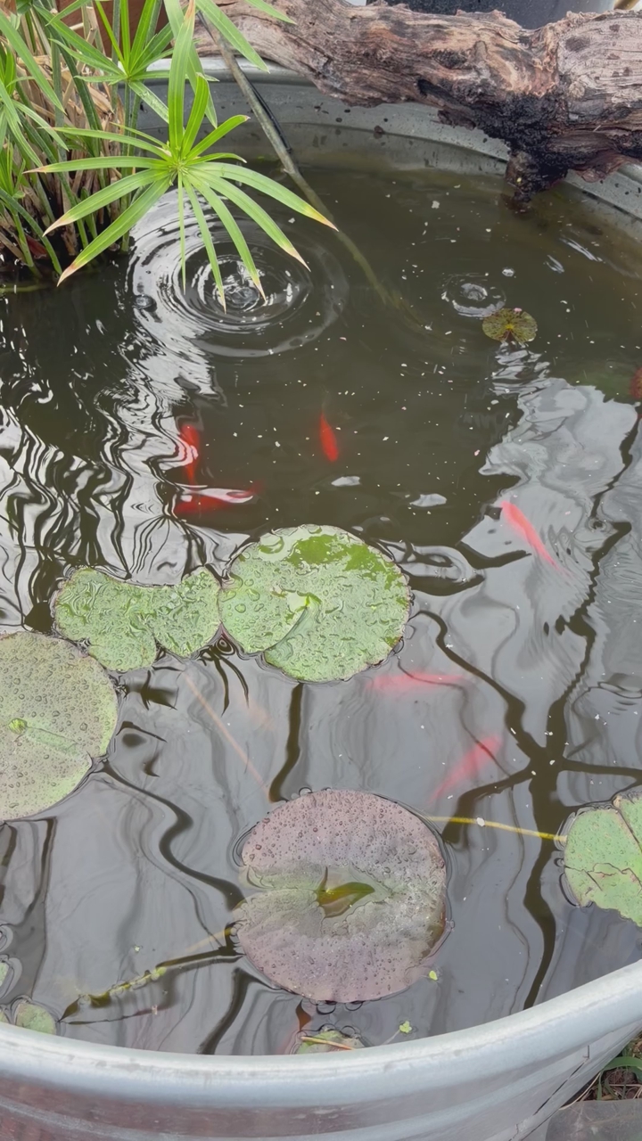 Pond gold fish