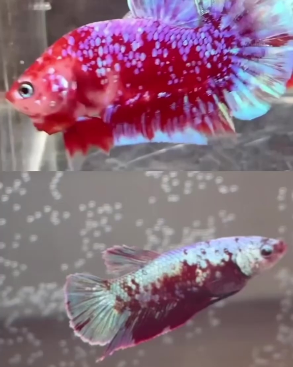 Purple Glitter HMPK Betta Pair