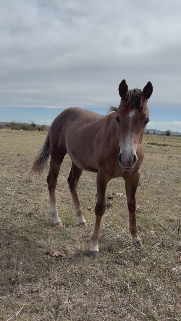 Yearling horse