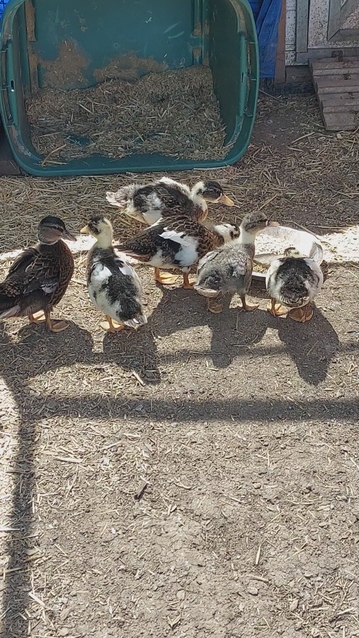 Call ducklings juvenile