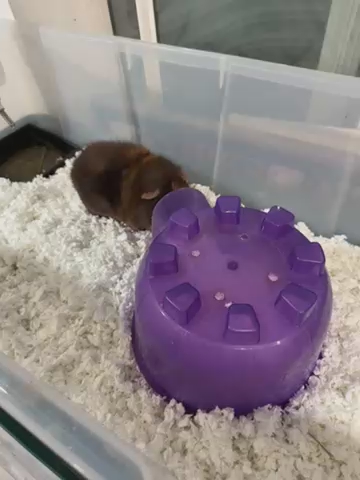 Male guinea pig to good home