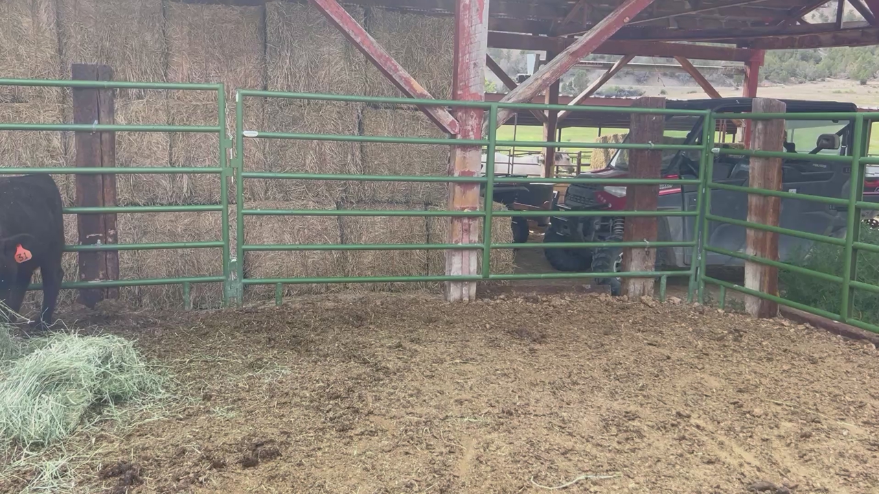 Angus Beef Calves