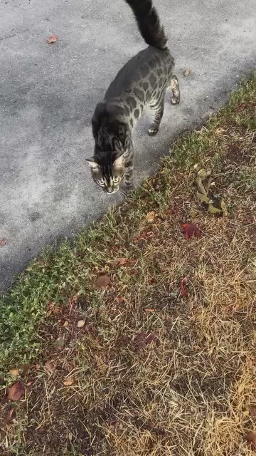 Lost Female Bengal Cat in WVC!