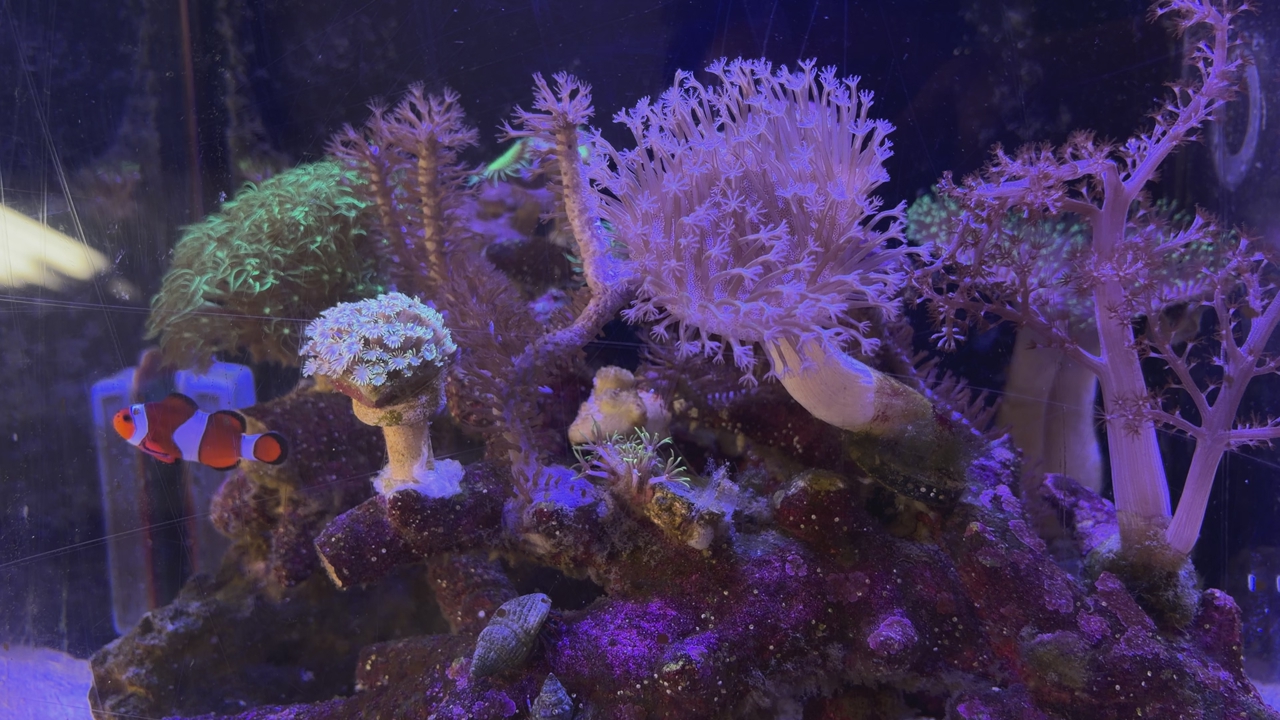 Fish Tank 12  Gallons