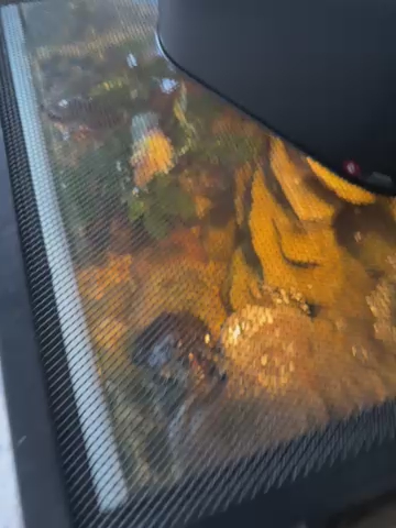 RED EAR SLIDER TURTLES