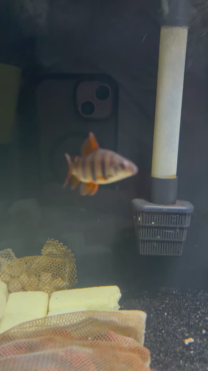 six bannded distichodus