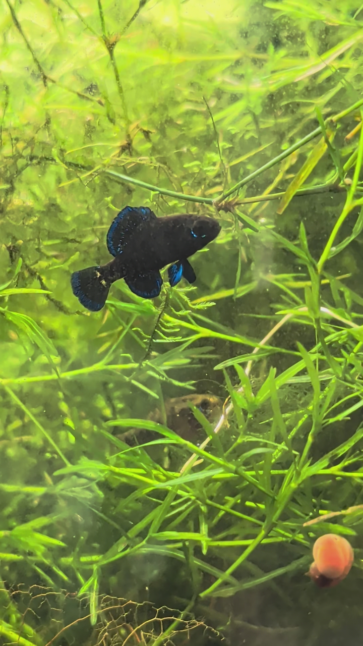 Gulf Coast Pygmy Sunfish (Elassoma Gilberti)