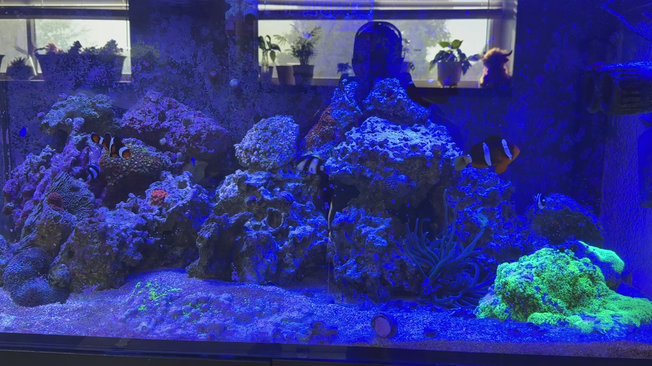 Saltwater tank with everything!