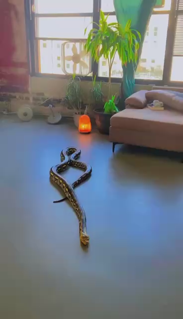 Aztec Tiger Reticulated Python